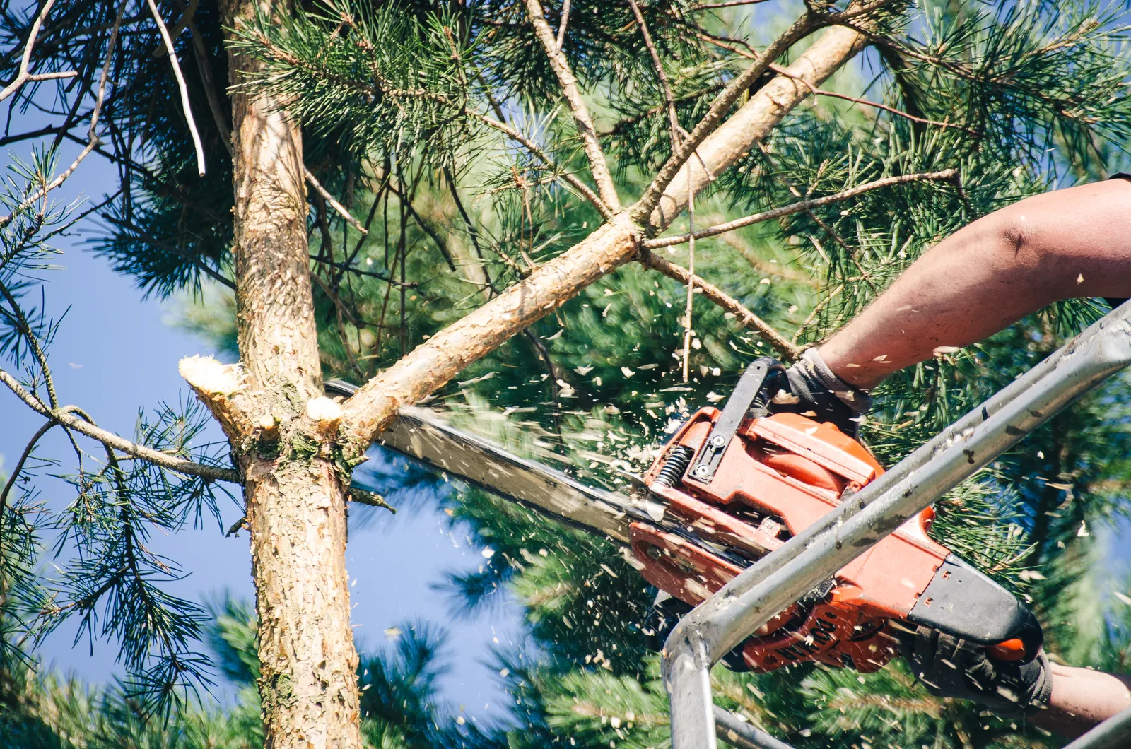 Élagage et entretien d'arbres à Évenos (Var)